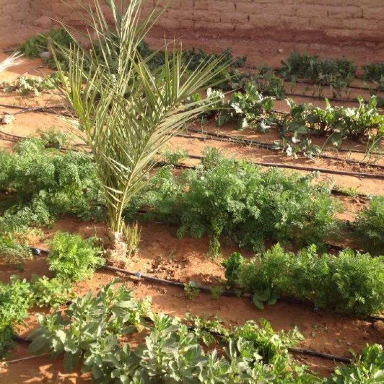 Sahrawi Arab Democratic Republic Launches its CAADP Process